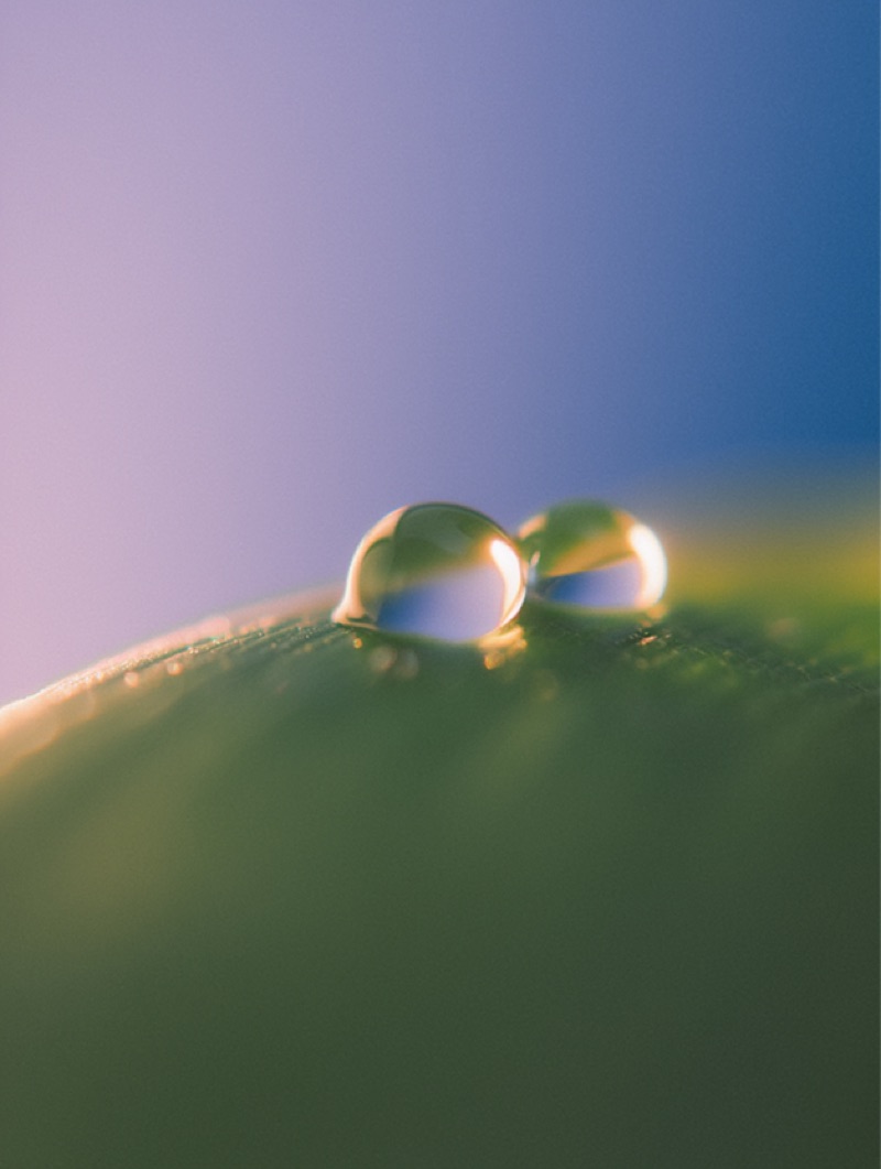 Soft Macro References · by Aditya Mankare · macro reference, dew drops, rose petal