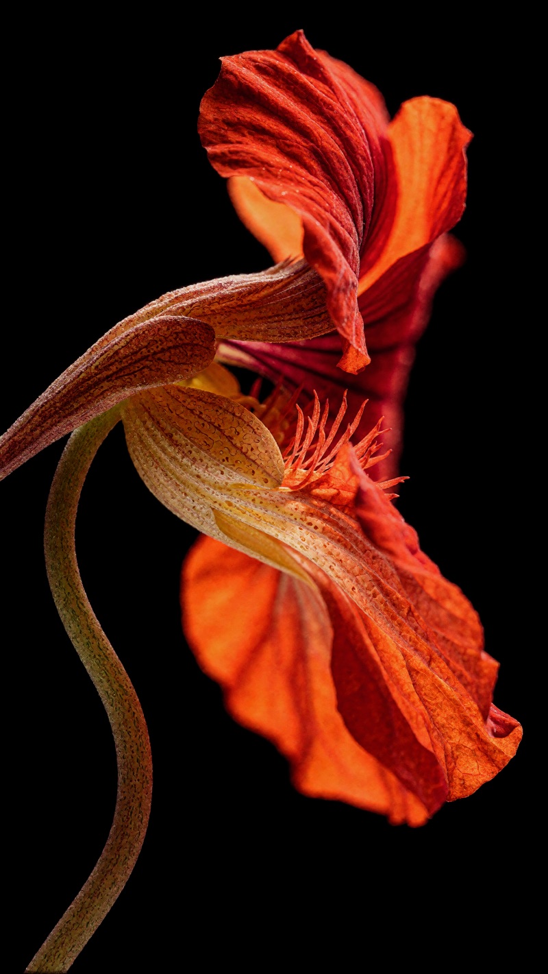 Nasturtium · by EliteLensCraft · nasturtium, black background, macro