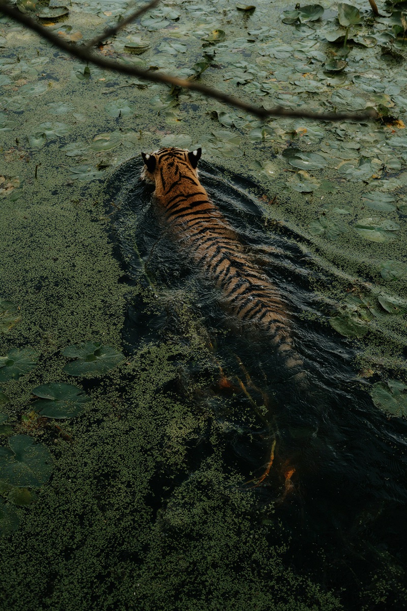 Tiger Through Duckweed · by Bronjitar · swimming tiger, duckweed, lily pads