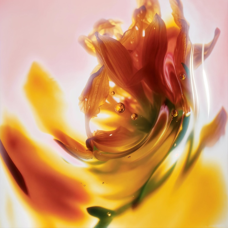 Hermès Fragrance Finder · by Charlie Faye Mather · fragrance campaign, abstract botanicals, sensory color