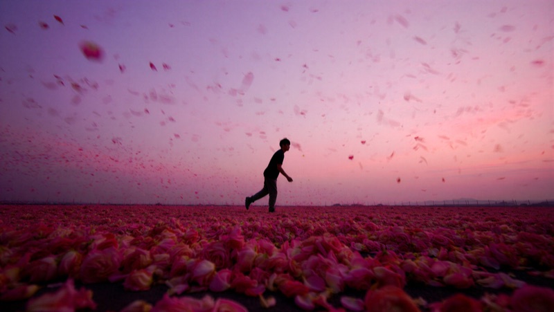 Reve 1.5 Early Access · by Floow.ai · flower field, dusk figures, aerial field