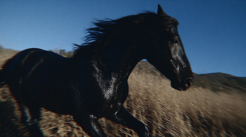 Horse Sequence · by Tatiana Tsiguleva · horse, motion blur, landscape